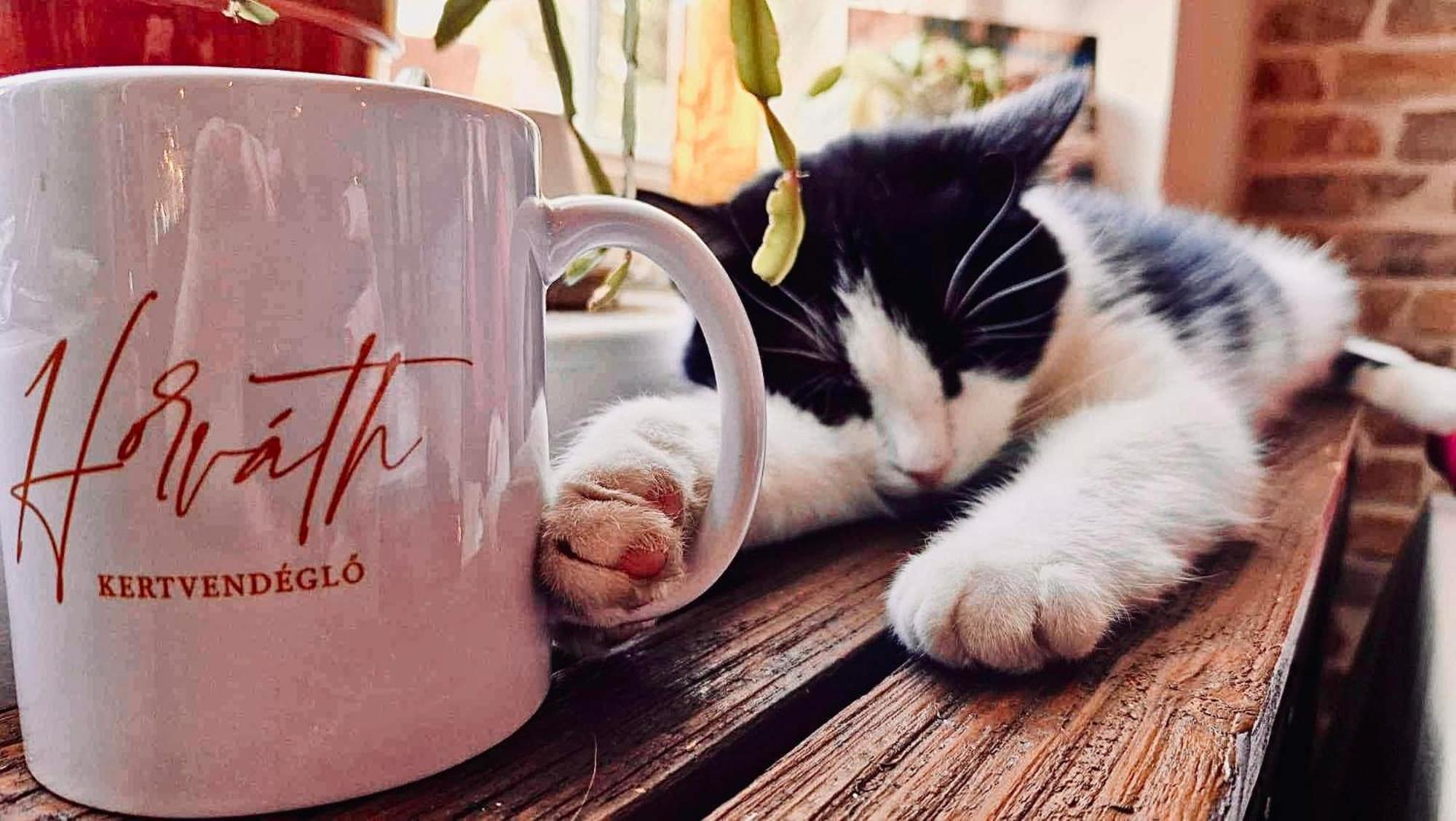 Pilisi Lovas Major, Dorog Acomodação com café da manhã Exterior foto
